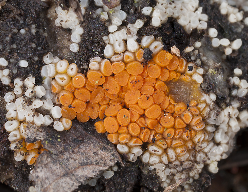Byssonectria terrestris